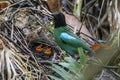 Hooded Pitta feeding baby with earth worm and ready to leave the mound nest in the next minute. Mother and babies bird Royalty Free Stock Photo