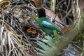 Hooded Pitta feeding baby with earth worm and ready to leave the mound nest in the next minute. Mother and babies bird Royalty Free Stock Photo