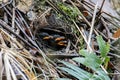 Hooded Pitta feeding baby with earth worm and ready to leave the mound nest in the next minute. Mother and babies bird Royalty Free Stock Photo