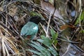 Hooded Pitta feeding baby with earth worm and ready to leave the mound nest in the next minute. Mother and babies bird Royalty Free Stock Photo