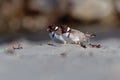 Hooded Plover - Thinornis cucullatus small shorebird - wader -on the sandy beach of Australia, Tasmania