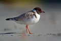 Hooded Plover - Thinornis cucullatus small shorebird - wader -on the sandy beach of Australia, Tasmania