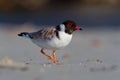 Hooded Plover - Thinornis cucullatus small shorebird - wader -on the sandy beach of Australia, Tasmania