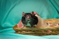 Hooded Rat Wicker Basket Royalty Free Stock Photo