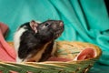 Hooded Rat Wicker Basket Royalty Free Stock Photo