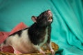 Hooded Rat Wicker Basket Royalty Free Stock Photo