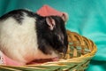 Hooded Rat Wicker Basket Royalty Free Stock Photo