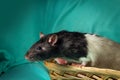 Hooded Rat Wicker Basket Royalty Free Stock Photo