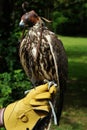 Hooded red tail hawk