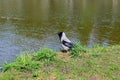 Hooded crow Corvus cornix on the bank of pond