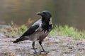 Hooded ÃÂ¡row (Corvus cornix)