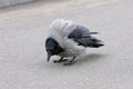 Hooded ÃÂ¡row Corvus cornix standing on asphalt