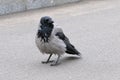 Hooded ÃÂ¡row Corvus cornix standing on asphalt