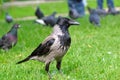 Hooded ÃÂ¡row Corvus cornix standing on green grass