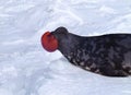 Hooded Seal, cystophora cristata, Male standing on Ice Floe, The hood and membrane are used for aggression display when threatened