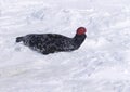 Hooded Seal, cystophora cristata, Male standing on Ice Floe, The hood and membrane are used for aggression display when threatened