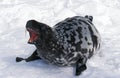 Hooded Seal, cystophora cristata, Mother calling out, Magdalena Island in Canada