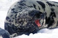 HOODED SEAL cystophora cristata, MOTHER WITH PUP ON ICE FIELD, MAGDALENA ISLAND IN CANADA