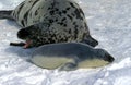 Hooded Seal, cystophora cristata, Mother with Pup standing on Icefield, Magdalena Island in Canada