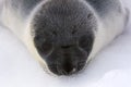 Hooded seal pup