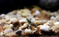 Hooded shrimp - Athanas nitescens, Rare image of the smallest marine discovered shrimp Royalty Free Stock Photo