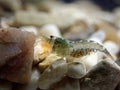 Hooded shrimp - Athanas nitescens, Rare image of the smallest marine discovered shrimp