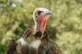 Hooded Vulture