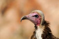 Hooded Vulture