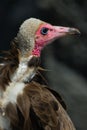 Hooded Vulture