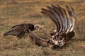 Hooded vulture feeding on carcass, Masai Mara Royalty Free Stock Photo