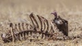 Hooded Vulture Feeding on Carrion Royalty Free Stock Photo