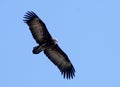 Hooded vulture in flight