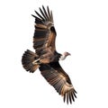 A Hooded Vulture in Flight Against a Black Background Royalty Free Stock Photo