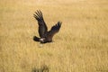 Hooded vulture in flight Royalty Free Stock Photo