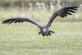 Hooded vulture flying close to ground Royalty Free Stock Photo