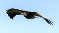 Hooded Vulture flying Royalty Free Stock Photo