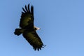 Hooded Vulture flying Royalty Free Stock Photo