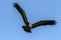 Hooded Vulture flying Royalty Free Stock Photo