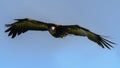 Hooded Vulture flying Royalty Free Stock Photo