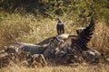 Hooded vulture in Kruger National park, South Africa