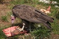 Hooded vulture (Necrosyrtes monachus).