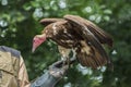 Hooded vulture, an Old World vulture in the order Accipitriformes in the birdshow. Portrait Royalty Free Stock Photo