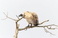 A hooded vulture, Necrosyrtes monachus, is perched gracefully on a tree branch. In South Africa Royalty Free Stock Photo