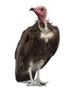 Hooded vulture - Necrosyrtes monachus Royalty Free Stock Photo