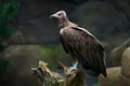 Hooded vulture, Necrosyrtes monachuss, detail portrait of rare mountain bird, sitting on the tree trunk with rock. Animal with pi