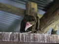 Hooded vulture on nest Royalty Free Stock Photo