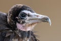 Hooded Vulture portrait