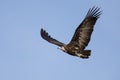 Hooded vulture soar in blue sky looking for food