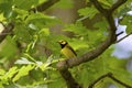 Hooded Warbler  807930 Royalty Free Stock Photo