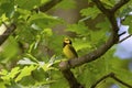 Hooded Warbler 807932